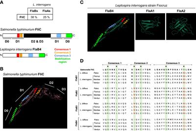 Corrigendum: Escape of TLR5 recognition by Leptospira spp.: A rationale for atypical endoflagella